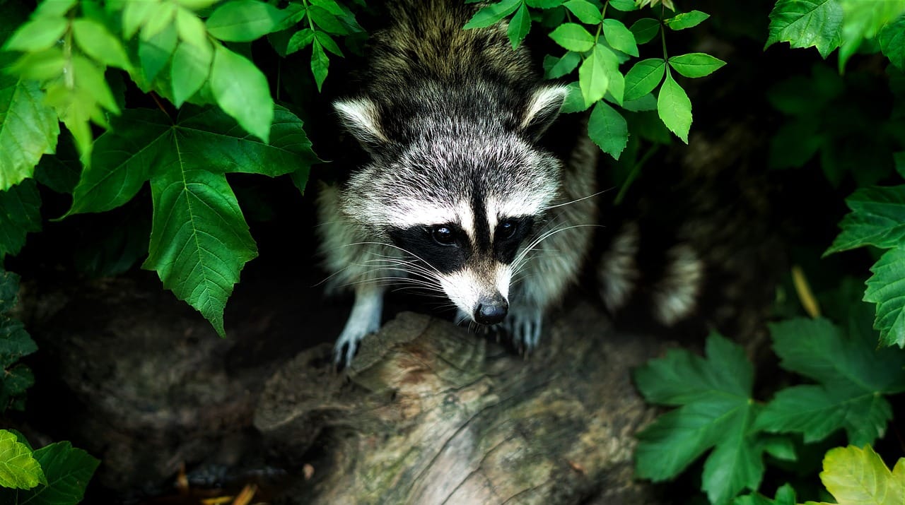 https://www.raccooncontrol.ca/wp-content/uploads/2019/02/Do-Raccoons-Keep-Rats-Away.jpg