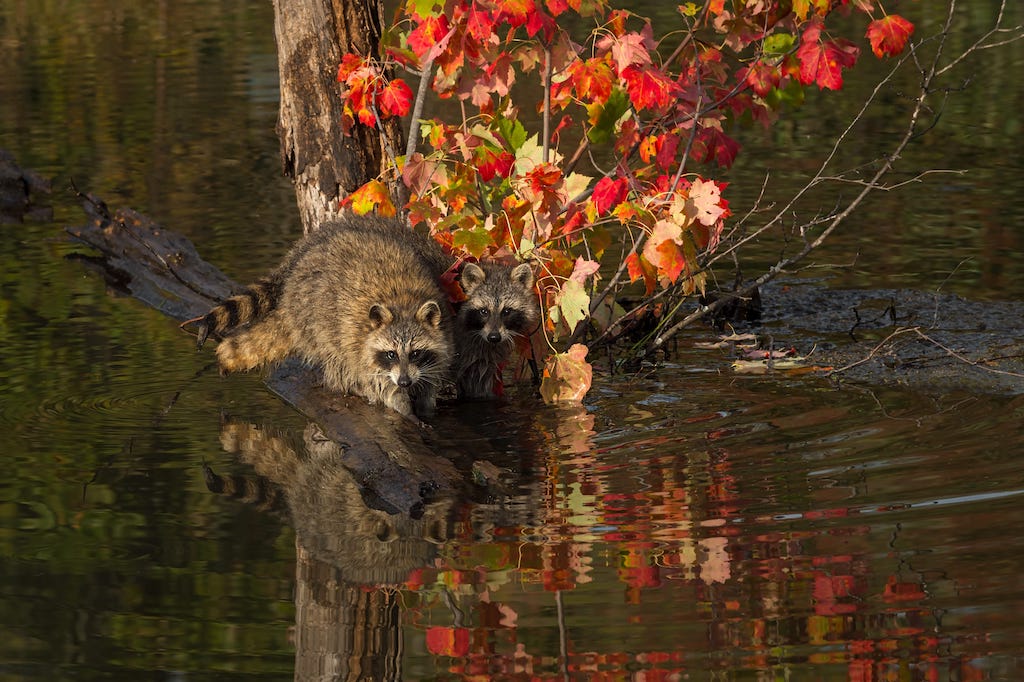 what-size-hole-can-a-raccoon-fit-through-raccooncontrol-ca