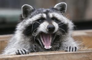 What Raccoon City Needs to Know and Do During the Coronavirus Pandemic in Toronto