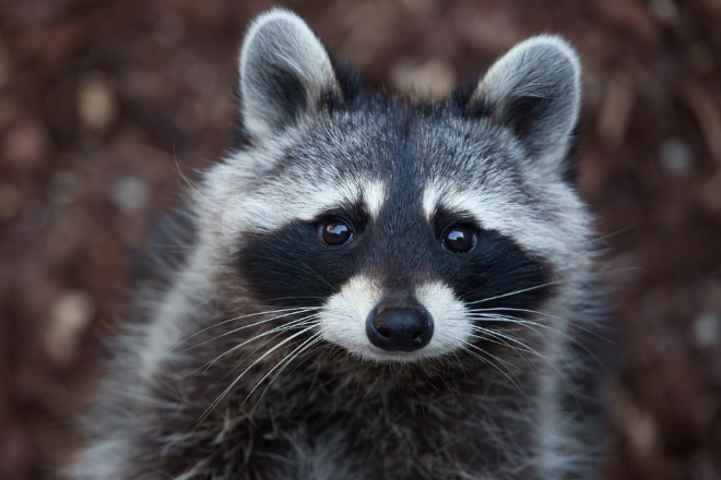 Can You Have A Raccoon As A Pet In Canada 