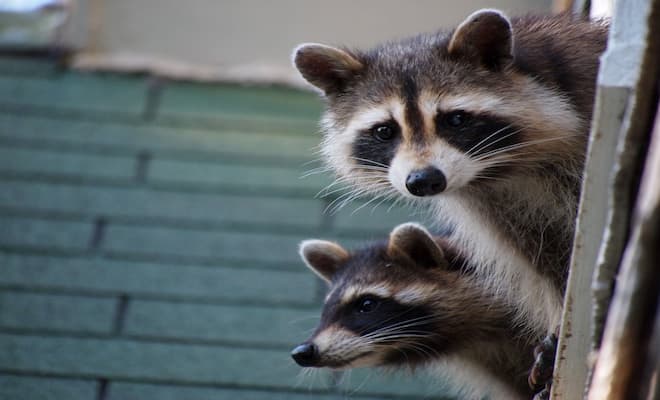 Can Raccoons Get Potty trained 